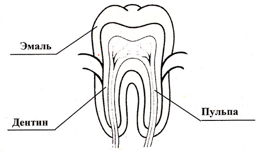 Строение зуба черно белая картинка