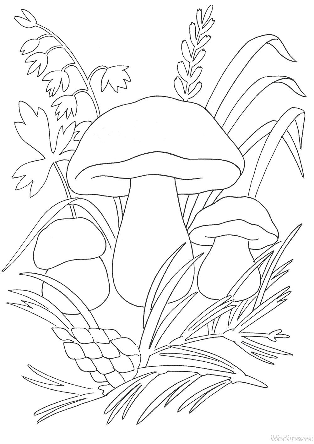 Растения и грибы для раскраски