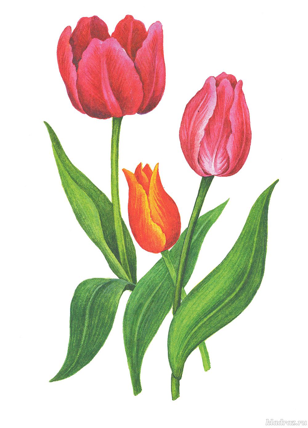 Tulip Flower Drawing Easy With Color - Draggolia