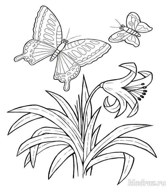 Бабочки и цветы. Раскраска для детей 6-8 лет