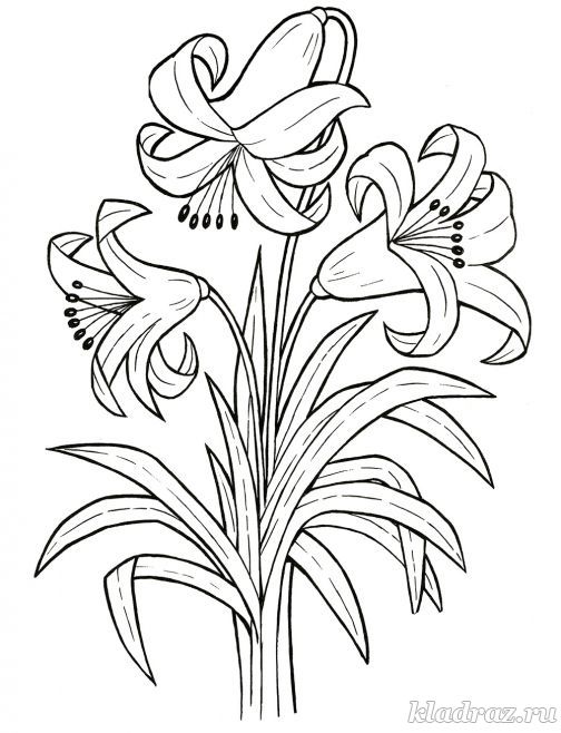 Раскраска цветы Лилии для детей 6-8 лет