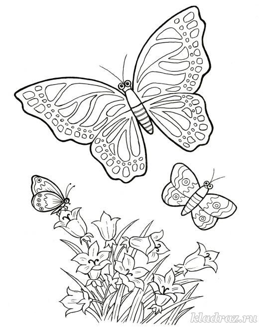 Бабочки и цветы. Раскраски для детей 6-8 лет