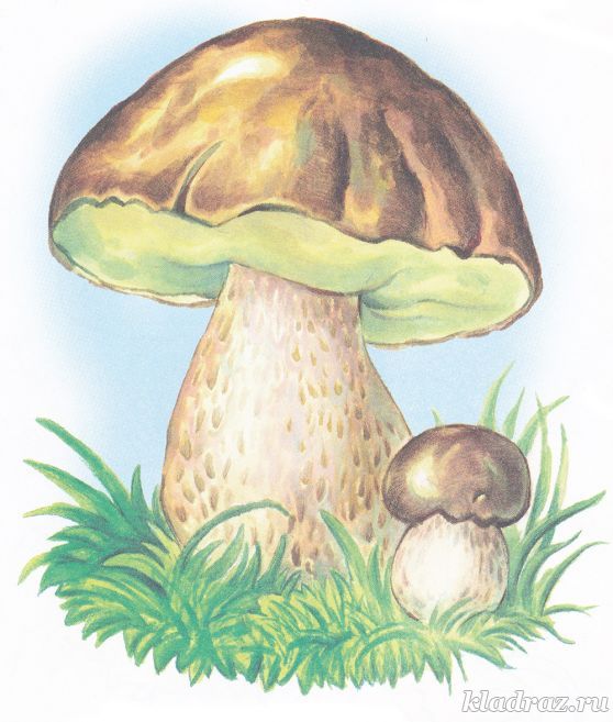Белый гриб. Картинка для детей