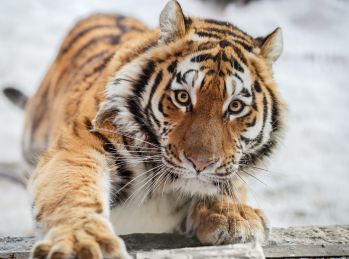 Сообщение про амурского тигра, 2 класс. Окружающий мир