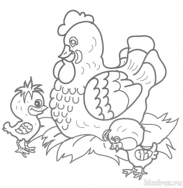 Детская раскраска. Курица с цыплятами