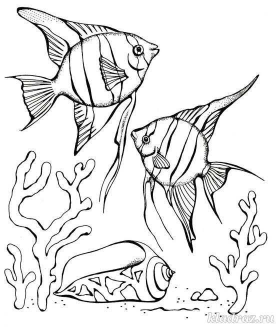 Раскраска для детей 5-7 лет. Коралловые рыбы