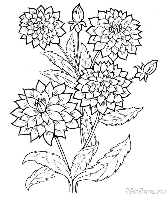 Цветы георгины. Раскраска для детей 6-8 лет