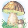 Белый гриб. Картинка для детей
