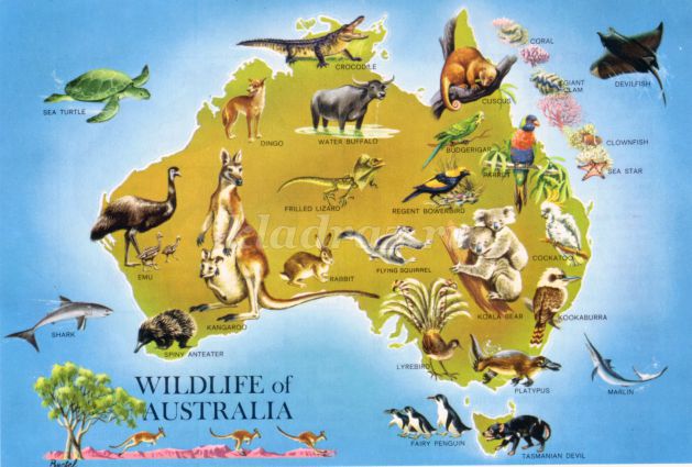 Животные Австралии Фото Для Детей