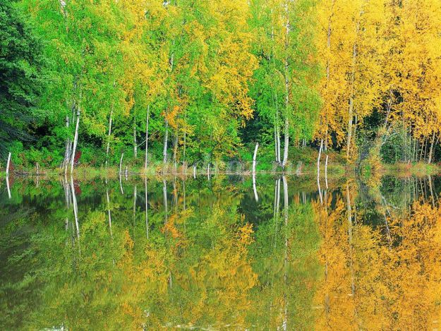 Красив Осенний Лес Сочинение