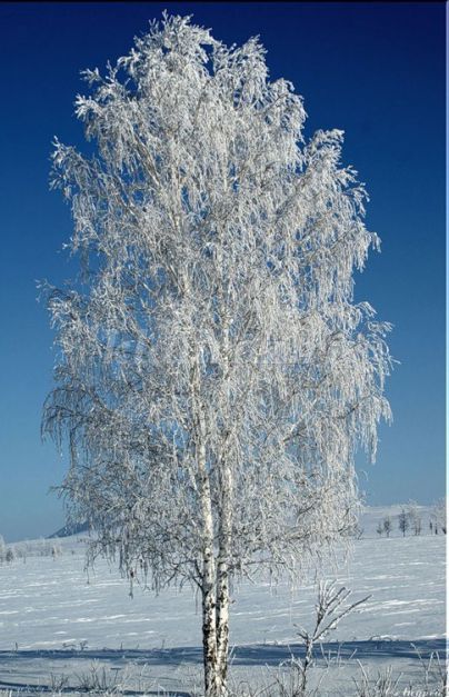 Раскраска Дерево зимой