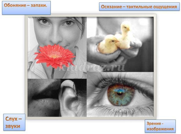 Значение зрения и слуха в развитии ребенка thumbnail