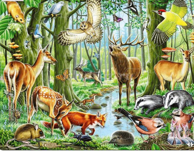 Животные Леса Фото И Названия