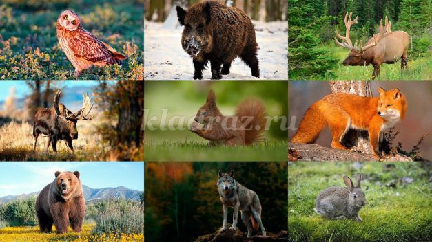 Животные Леса Фото И Названия
