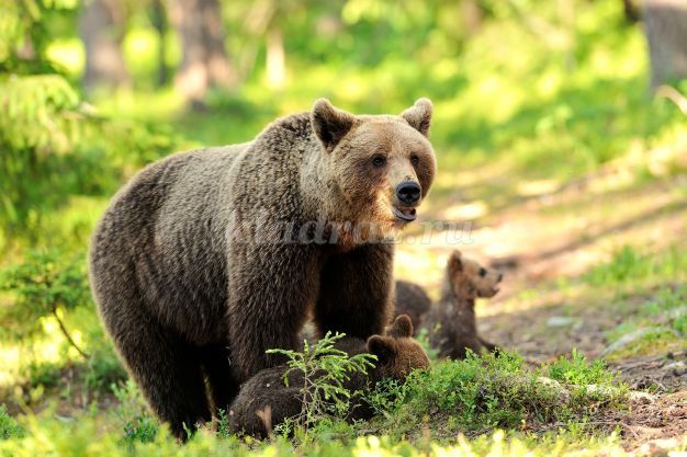 Описание медведя для ребенка 5 лет